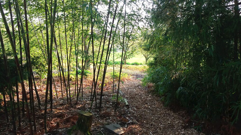 Der Bambusgarten lädt dich zum abschalten ein. Der Bambusgarten lädt dich zum abschalten ein.