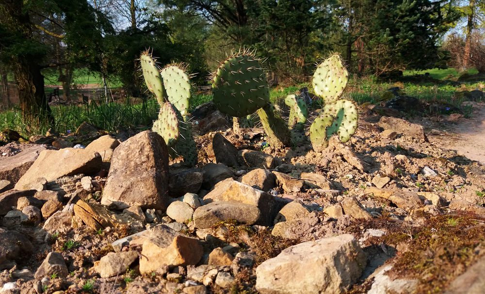 Fast wie in der Wüste kann man sich im Kateengarten fühlen. Fast wie in der Wüste kann man sich im Kateengarten fühlen.