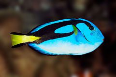 Foto: Aquazoo