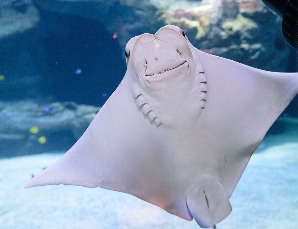 Insgesamt leben drei Oman-Kuhnasenrochen im Aquazoo. (Foto: Stadt Düsseldorf/Uwe Schaffmeister)