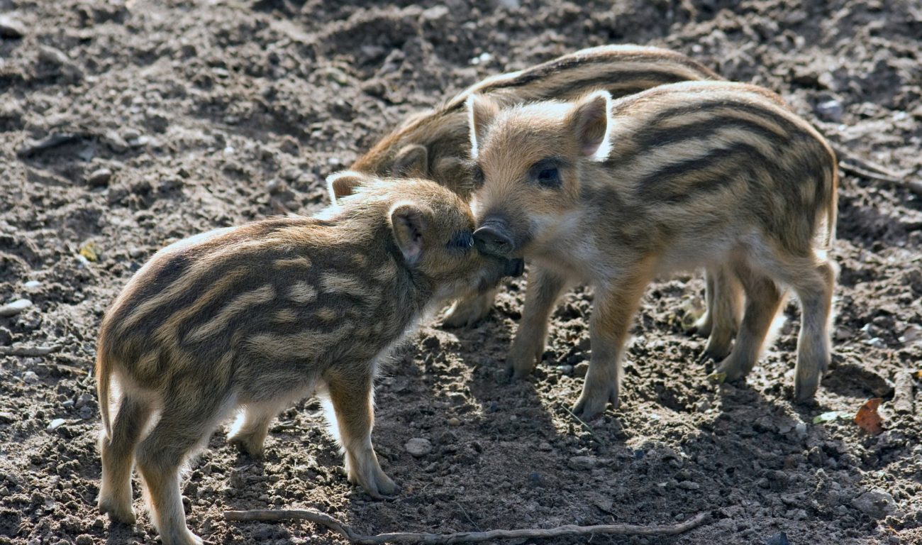 Wildpark Düsseldorf