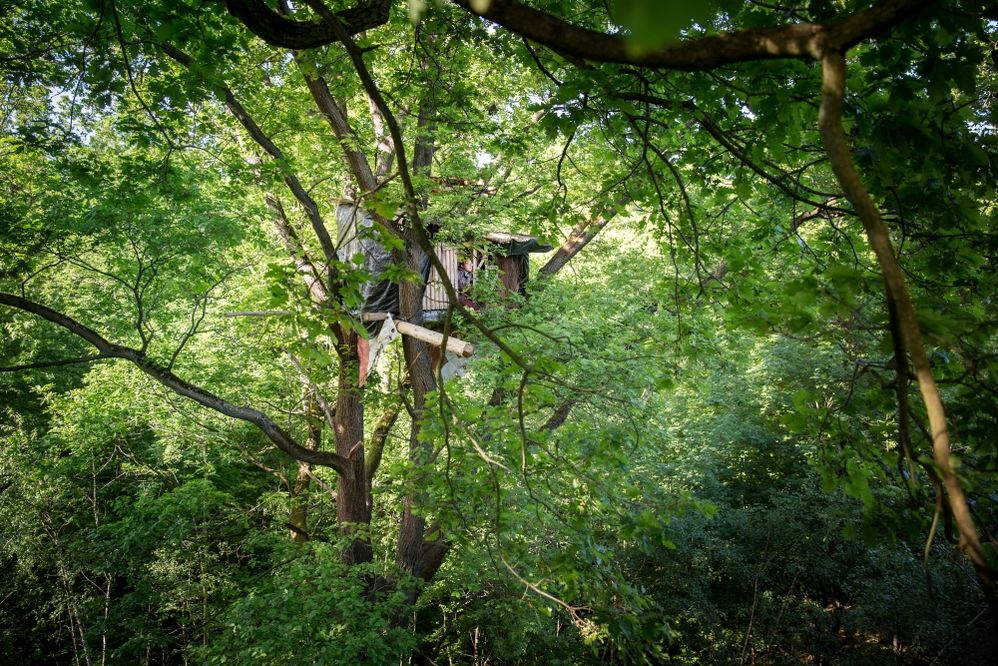 Im Rodungsstopp Baumhaus (https://hambacherforst.org/besetzung/waldbesetzung/)
