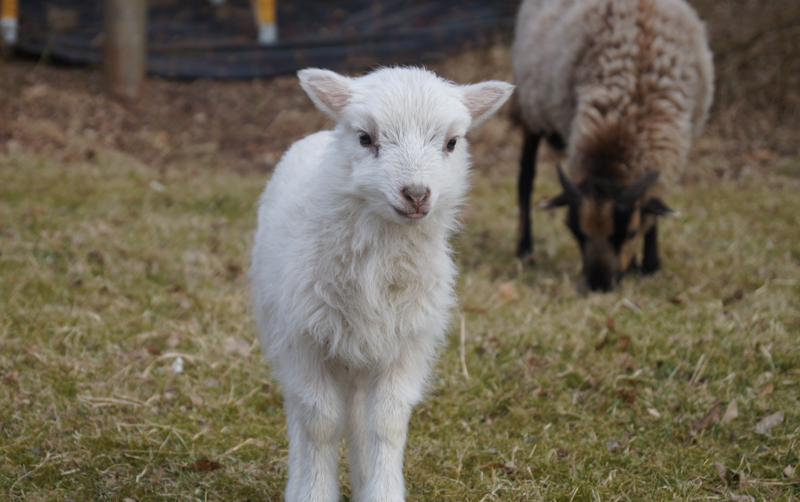 Schwarz und weiß: Süße Lämmer in Garath Schwarz und weiß: Süße Lämmer in Garath
