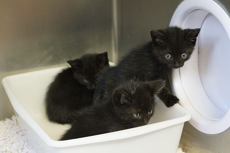 Den offenbar ausgesetzten Katzenjungen geht es gut Den drei offenbar ausgesetzten Katzenjugen geht es mittlerweile gut. Sie seien "quietschlebendig", teilte das Tierheim mit. (Foto: Landeshauptstadt Düsseldorf)