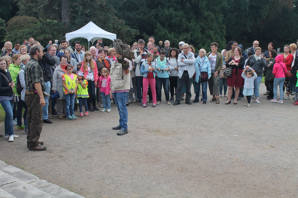 Falknerei Cologne e.V. sorgt für eine spannende Greifvogelschau. (Foto: Anita)