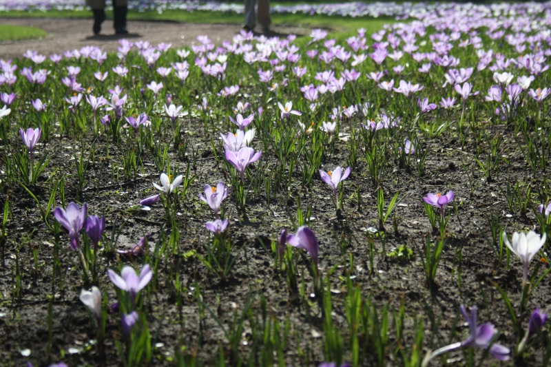 Düsseldorfer genießen ersten richtigen Frühlingstag Düsseldorfer genießen ersten richtigen Frühlingstag