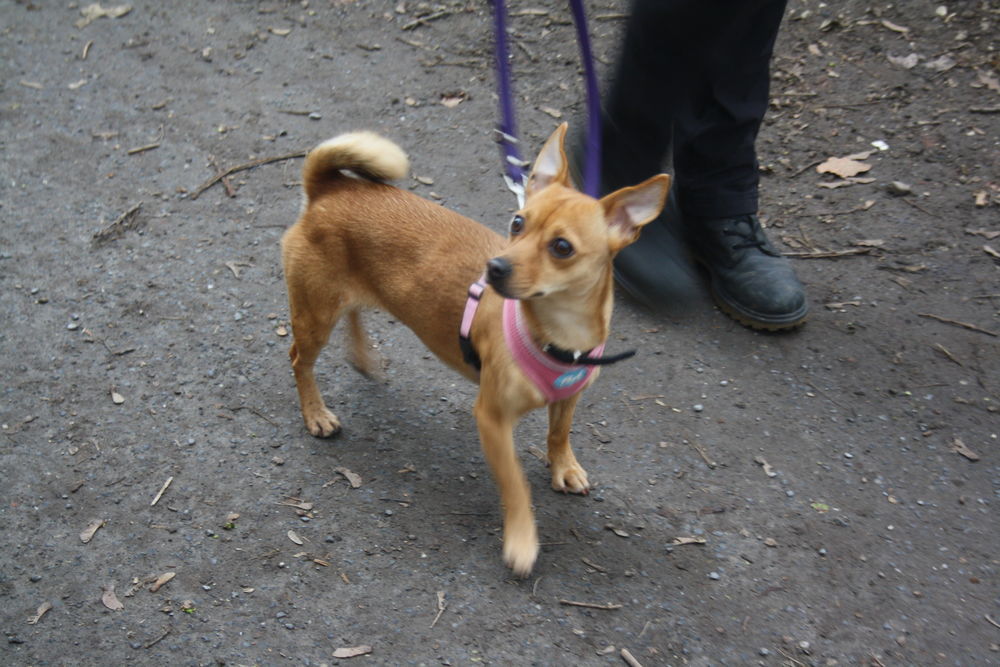 Hündin Princess ist zwar klein, aber hat keine Angst vor großen Hunden. (Foto: Youpod/Vivian) Hündin Princess ist zwar klein, aber hat keine Angst vor großen Hunden. (Foto: Youpod/Vivian)