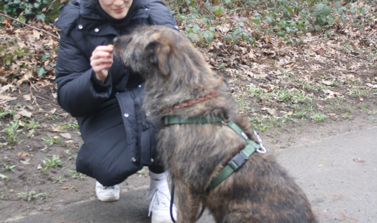 Die Gassigeher*innen und ihre Hunde entwickeln sich immer weiter zu einem tollen Team. (Foto: Youpod/Vivian) Die Gassigeher*innen und ihre Hunde entwickeln sich immer weiter zu einem tollen Team. (Foto: Youpod/Vivian)