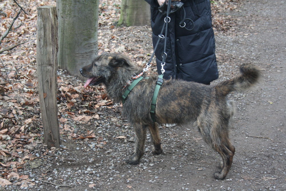 Bei einigen Hunden ist nicht klar, was sie vor dem Tierheim erlebt haben. Daher müssen die Gassigeher*innen Hundeerfahrung mitbringen. (Foto: Youpod/Vivian) Bei einigen Hunden ist nicht klar, was sie vor dem Tierheim erlebt haben. Daher müssen die Gassigeher*innen Hundeerfahrung mitbringen. (Foto: Youpod/Vivian)