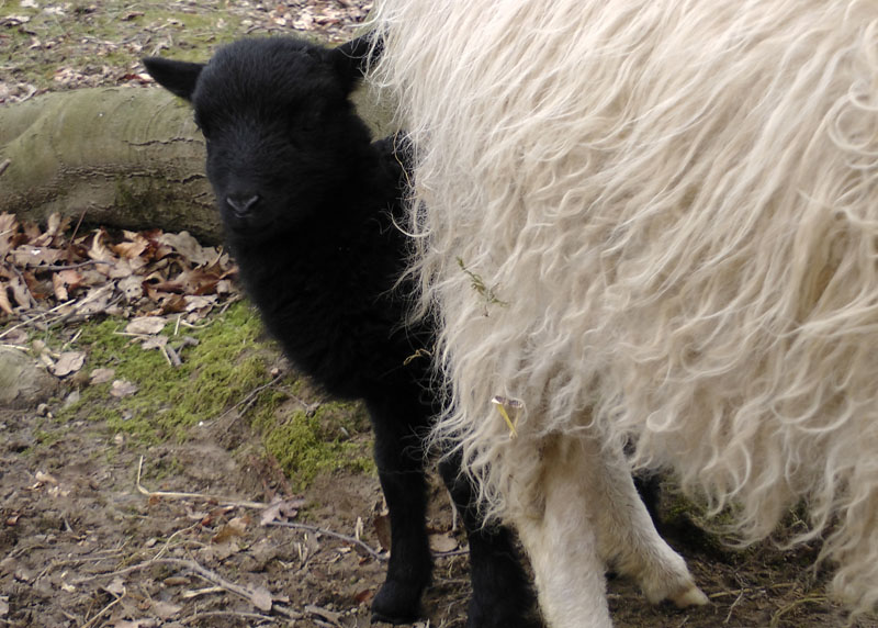 Schwarzes Lamm in Garath Schwarzes Lamm in Garath