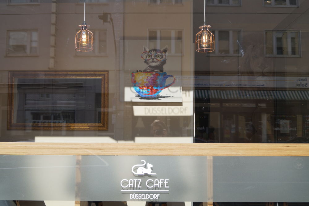 Das Katzencafé empfängt seit Freitag Besucher. (Foto von Sofie Ambaum)