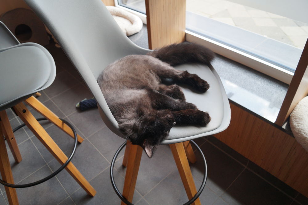 Elvis genießt die Sonne, die durchs Fenster des Katzencafés fällt. (Foto von Sofie Ambaum)