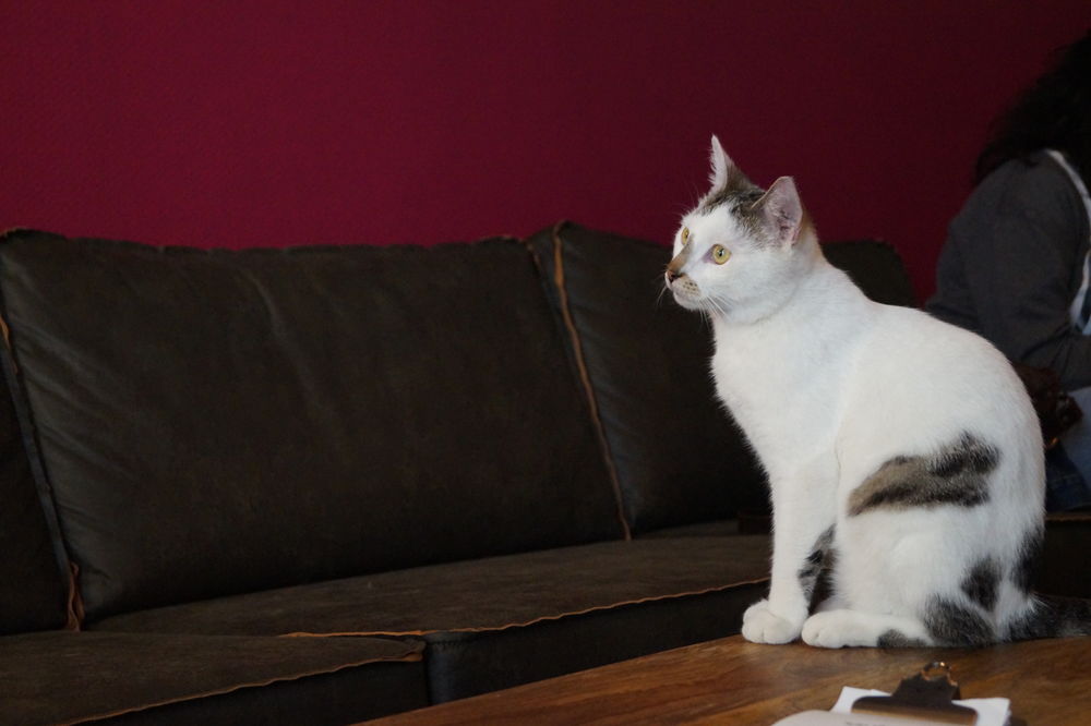 Watsons Lieblingsplatz im Katzencafé - der Couchtisch. (Foto von Sofie Ambaum)