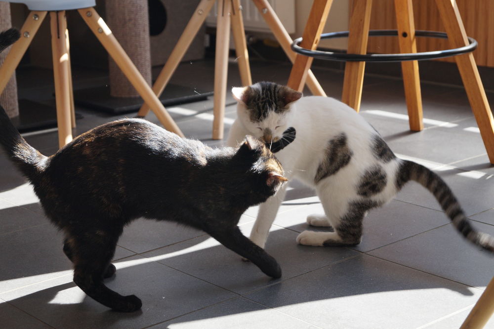 Wenn Momo genervt ist, gibt sie den Katern auch schon mal eins mit. (Foto von Sofie Ambaum)
