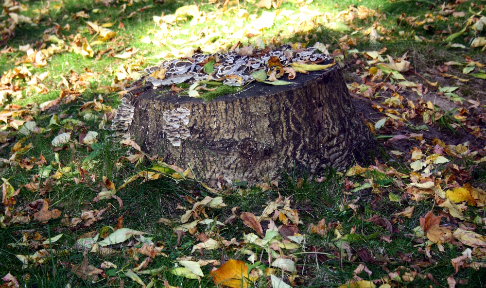 Das gute Wetter und das bunte Laub locken in den Herbstferien nac