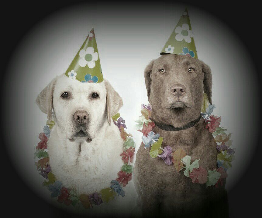 Wer keine Lust hat, Karneval zu feiern, muss kein langes Gesicht ziehen! (Fotogrundlage von pixabay.de, Bearbeitung von youpod)