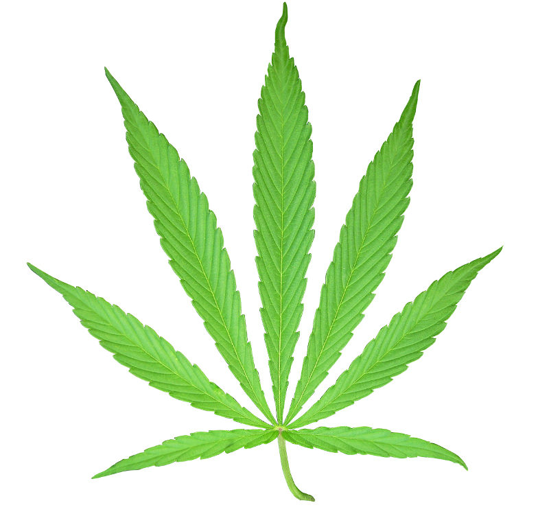 Cannabis Hanfblatt manwalk/pixelio.de/CC