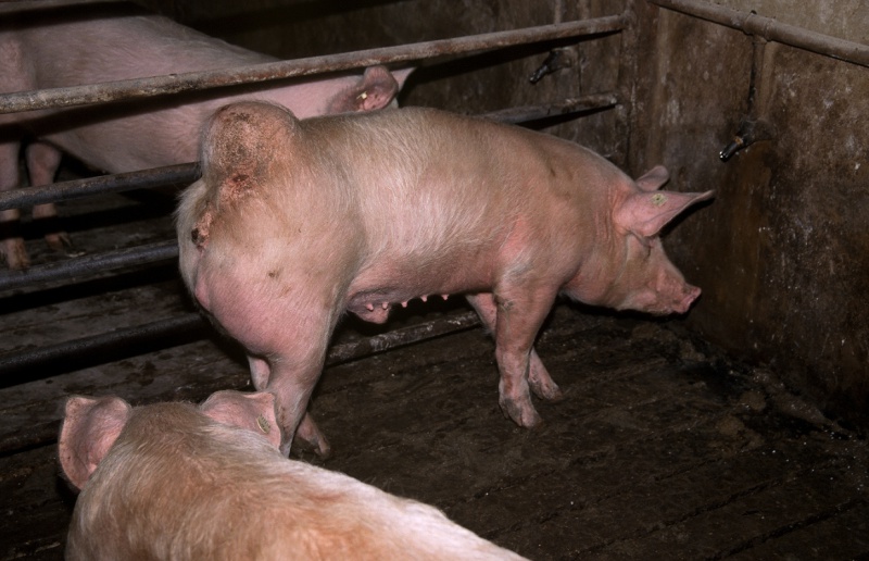 Die Ställe dieser Schweine sind verdreckt. PeTA Deutschland e.V./pixelio.de/CC Diesen Schweinen geht es in einer Box ohne Stroh bestimmt nicht gut. (Foto: PeTA Deutschland e.V./pixelio.de)