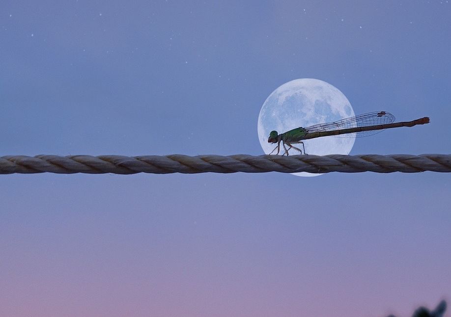 Warum Lichtverschmutzung für die Umwelt gefährlich ist Warum Lichtverschmutzung für die Umwelt gefährlich ist