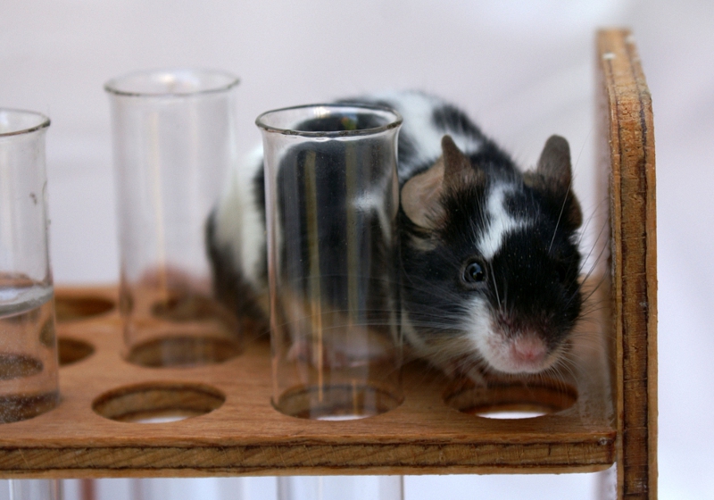 Tierversuche für Kosmetik Labormäuse erleiden bei Tierversuchen meist Qualen und werden danach häufig getötet. Stephanie Hofschlaeger/pixelio.de/CC