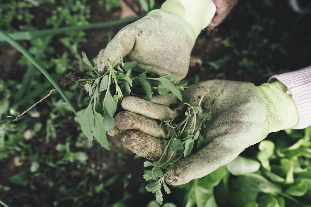 Gartenaktionstag im PH Beim Gartenaktionstag bringt ihr den Garten vom PH auf Vordermann. (Foto: Pixabay)