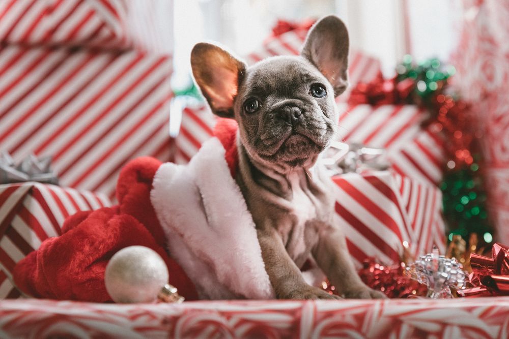 Tiere werden leider noch oft zu Weihnachten verschenkt. (Foto: Unsplash / Jakob Owens)