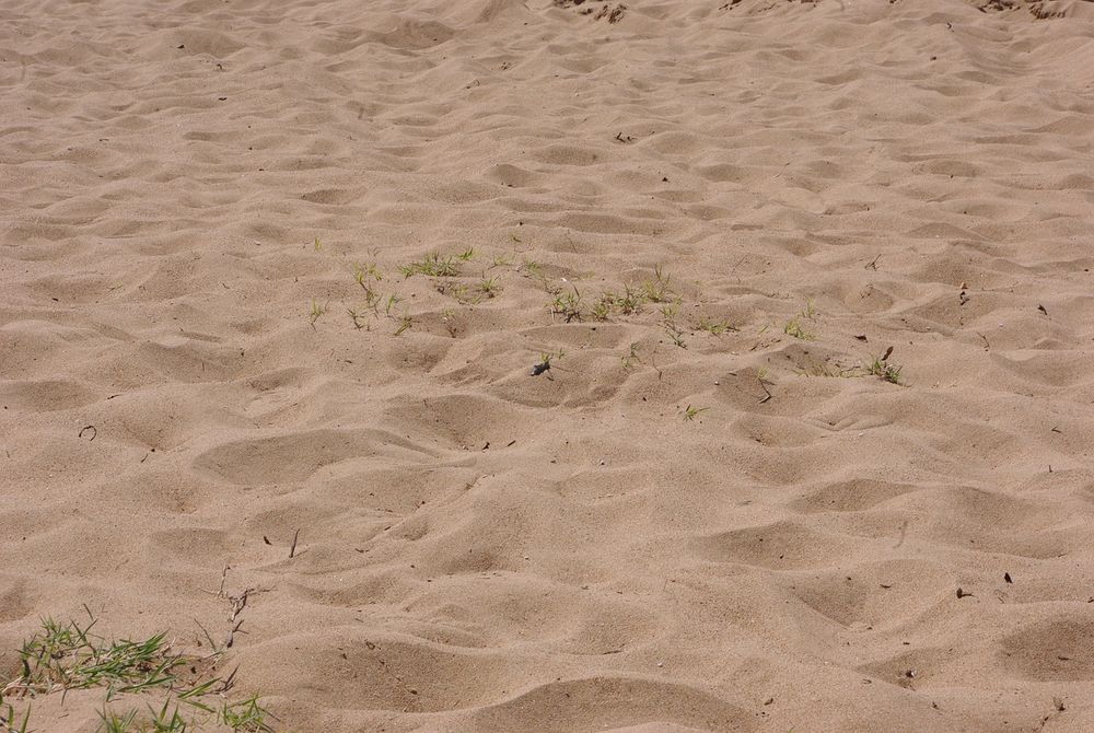 Große Wiesen grenzen an den Spielpaltz neben vielen Sportmöglichkeiten im Freizeitpark Heerdt. (Foto: Ralph Klein/Pixabay.com)