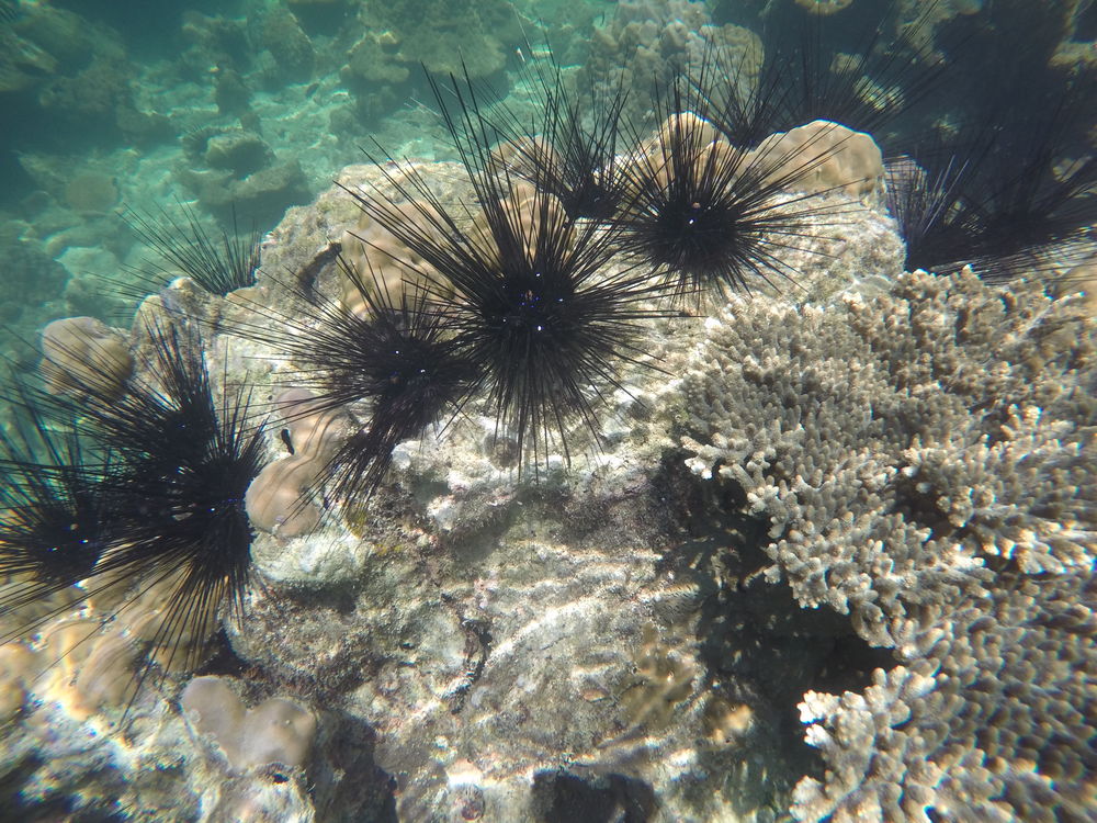 GOPR0880.jpg - Thailand – hautnah und in Farbe GOPR0880.jpg - Thailand – hautnah und in Farbe