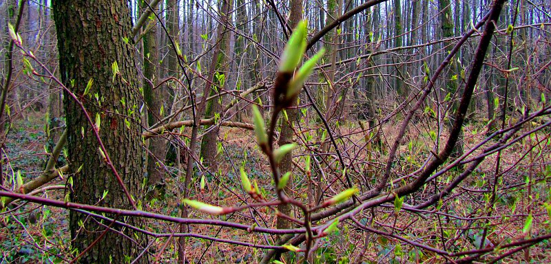 Die ersten Knospen sind an den Bäumen zu sehen. Die Initiative "Bilk ist bunt" begrüßt den Frühling mit Gedichten. youpod