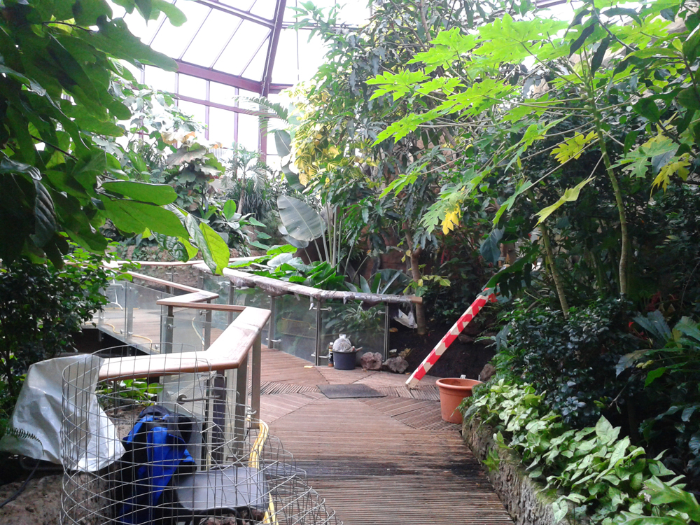 youpod_Aquazoo_Duesseldorf_Bau_Feb16 (2).jpg - Aquazoo eröffnet erst im März 2017 - jt Das Tropenhaus ist im Aquazoo schon zu erkennen. Nur Tiere sind noch nicht wieder eingezogen. jt