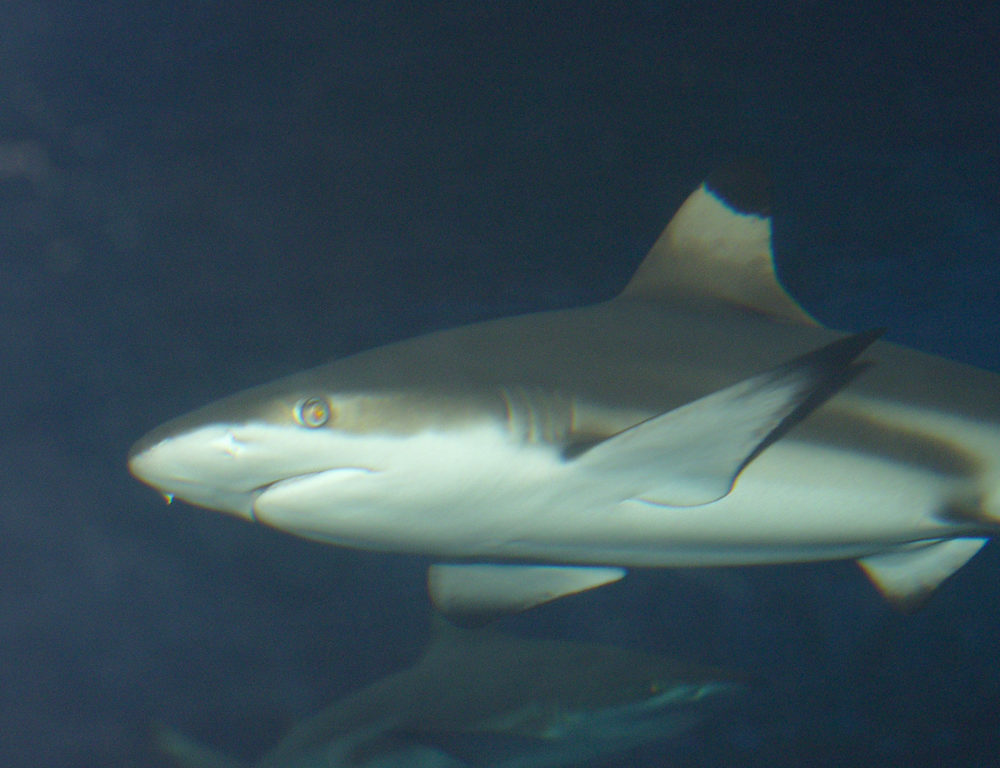 carcharinus_melanopterus_0001.jpg - Aquazoo eröffnet erst im März 2017 - Bildarchiv Aquazoo Löbbecke Museum carcharinus_melanopterus_0001.jpg - Aquazoo eröffnet erst im März 2017 - Bildarchiv Aquazoo Löbbecke Museum