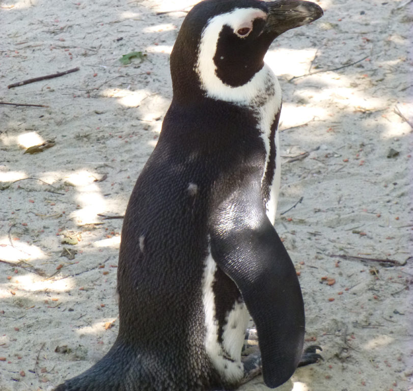 Afrikanischer_Pinguin_Ho3.jpg - Aquazoo eröffnet erst im März 2017 - Bildarchiv Aquazoo Löbbecke Museum Afrikanischer_Pinguin_Ho3.jpg - Aquazoo eröffnet erst im März 2017 - Bildarchiv Aquazoo Löbbecke Museum