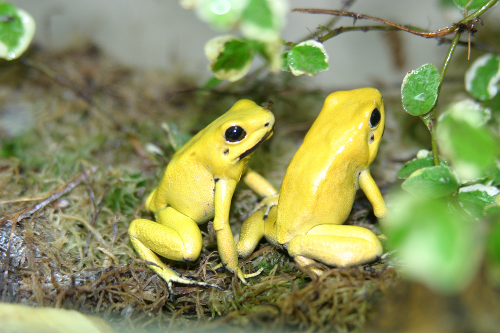 Pyllobates_terribilis_gelb.jpg - Aquazoo eröffnet erst im März 2017 - Bildarchiv Aquazoo Löbbecke Museum Pyllobates_terribilis_gelb.jpg - Aquazoo eröffnet erst im März 2017 - Bildarchiv Aquazoo Löbbecke Museum