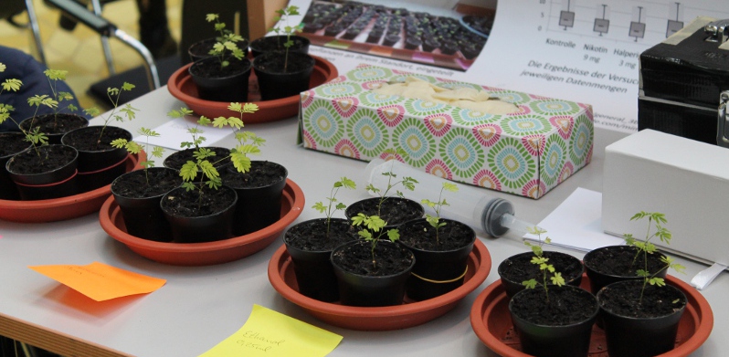 Pflanzen.jpg - Schüler forschen mit Bier und Handy-Akkus - marcus Pflanzen.jpg - Schüler forschen mit Bier und Handy-Akkus - marcus