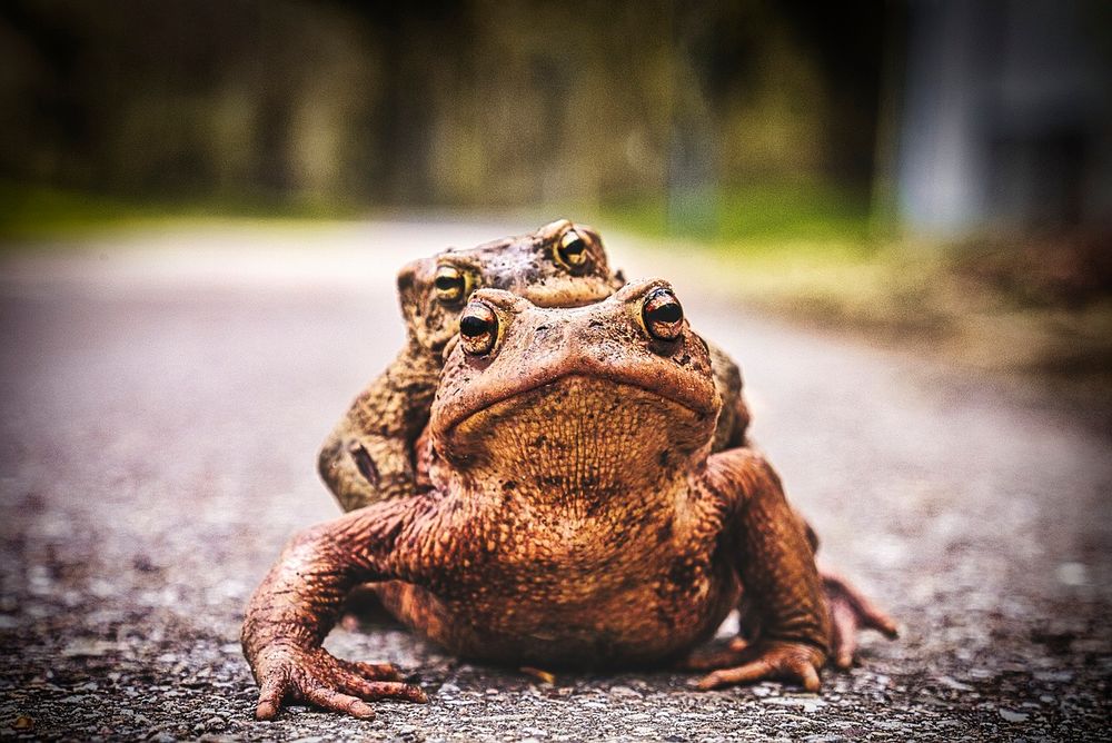 toads-6222836_1280_Andreas_Bodio.jpg - Helfen bei der Krötenwanderung Kröten und Co benötigen Hilfe bei ihren Wanderungen. (Foto: Andreas Bodio/pixabay.com)